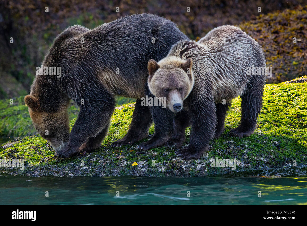 Grizzly Mama mit cub Nahrungssuche entlang der Ebbe Linie in der Nähe vom Wasser, Great Bear Rainforest, Knight Inlet, British Columbia, Kanada. Stockfoto