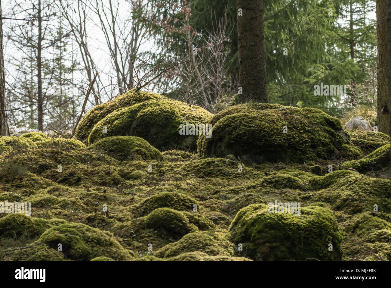 Moos bedeckt in einem schönen Nadelwald Stockfoto