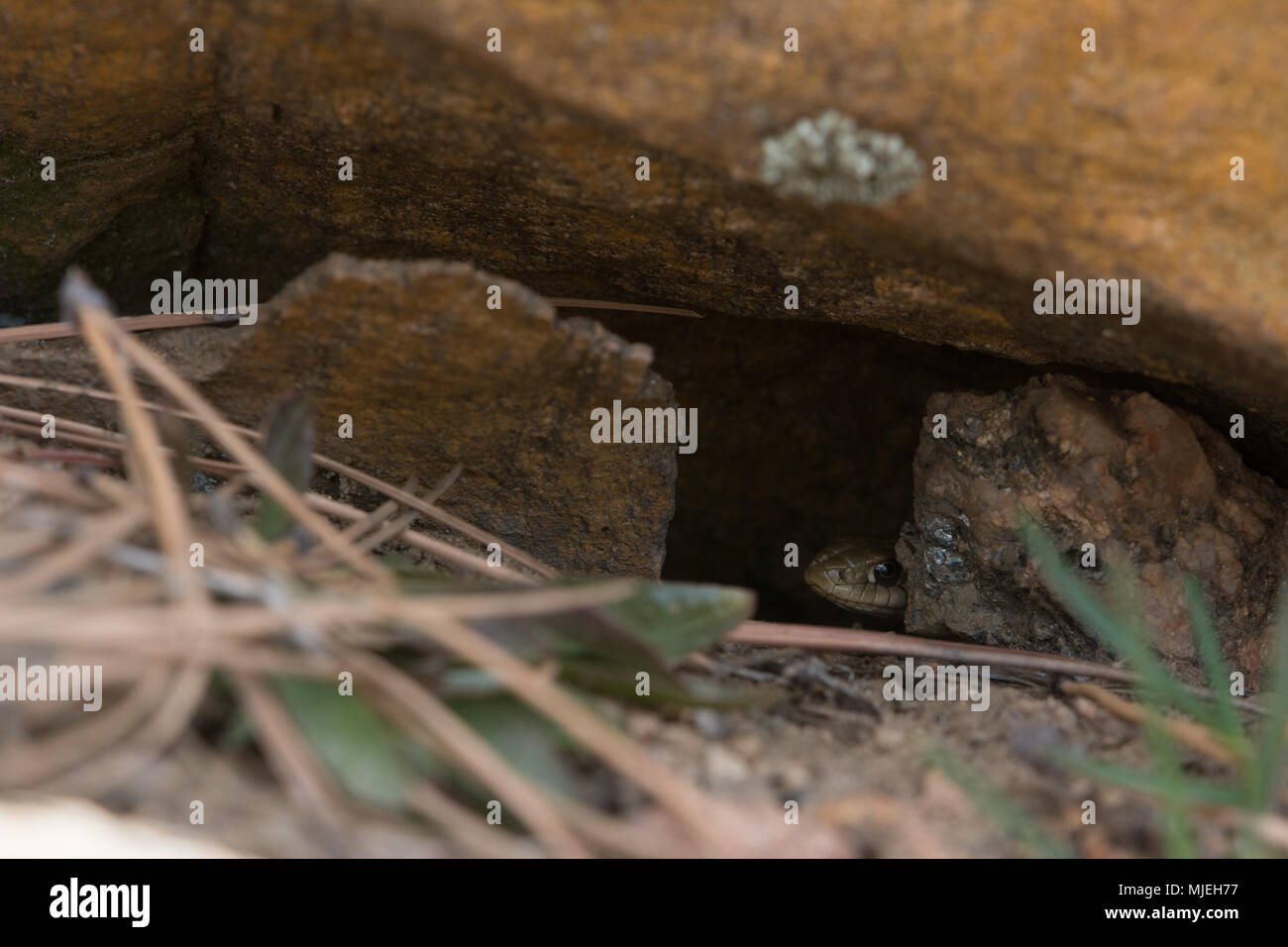 Wandering vagrans Gartersnake (Thamnophis elegans) von Jefferson County, Colorado, USA. Stockfoto