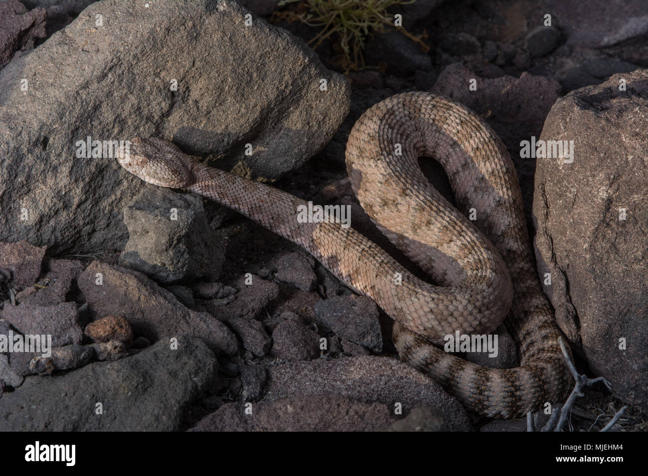 Isla Angel de la Guarda Klapperschlange (Crotalus angelensis) von Baja California, México. Stockfoto