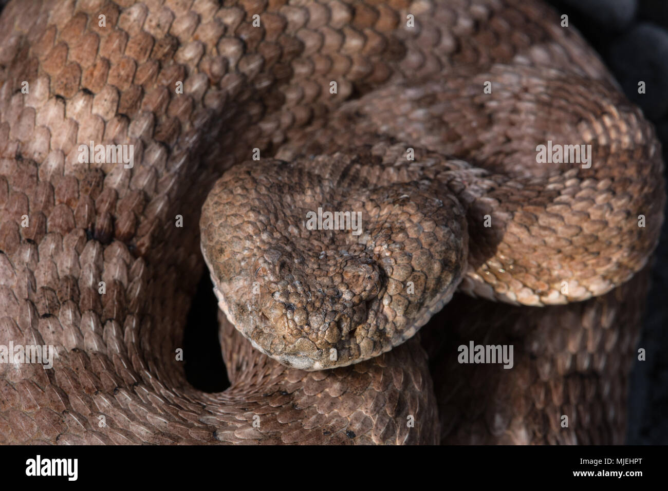 Isla Angel de la Guarda Klapperschlange (Crotalus angelensis) von Baja California, México. Stockfoto