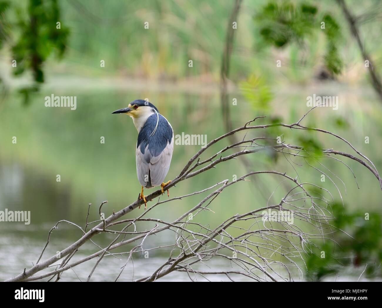 Black Crown Night Heron Stockfoto