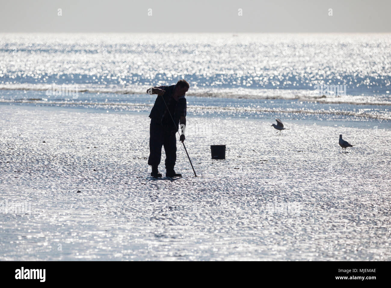 Hastings, East Sussex, UK. 5 Mai, 2018. UK Wetter: Warm Start in den Morgen in Hastings, East Sussex mit Temperaturen in einigen Teilen des Landes mehr als 20°C. Ein einheimischer Fischer sucht Wattwürmer oder sandworms. © Paul Lawrenson 2018, Foto: Paul Lawrenson/Alamy leben Nachrichten Stockfoto