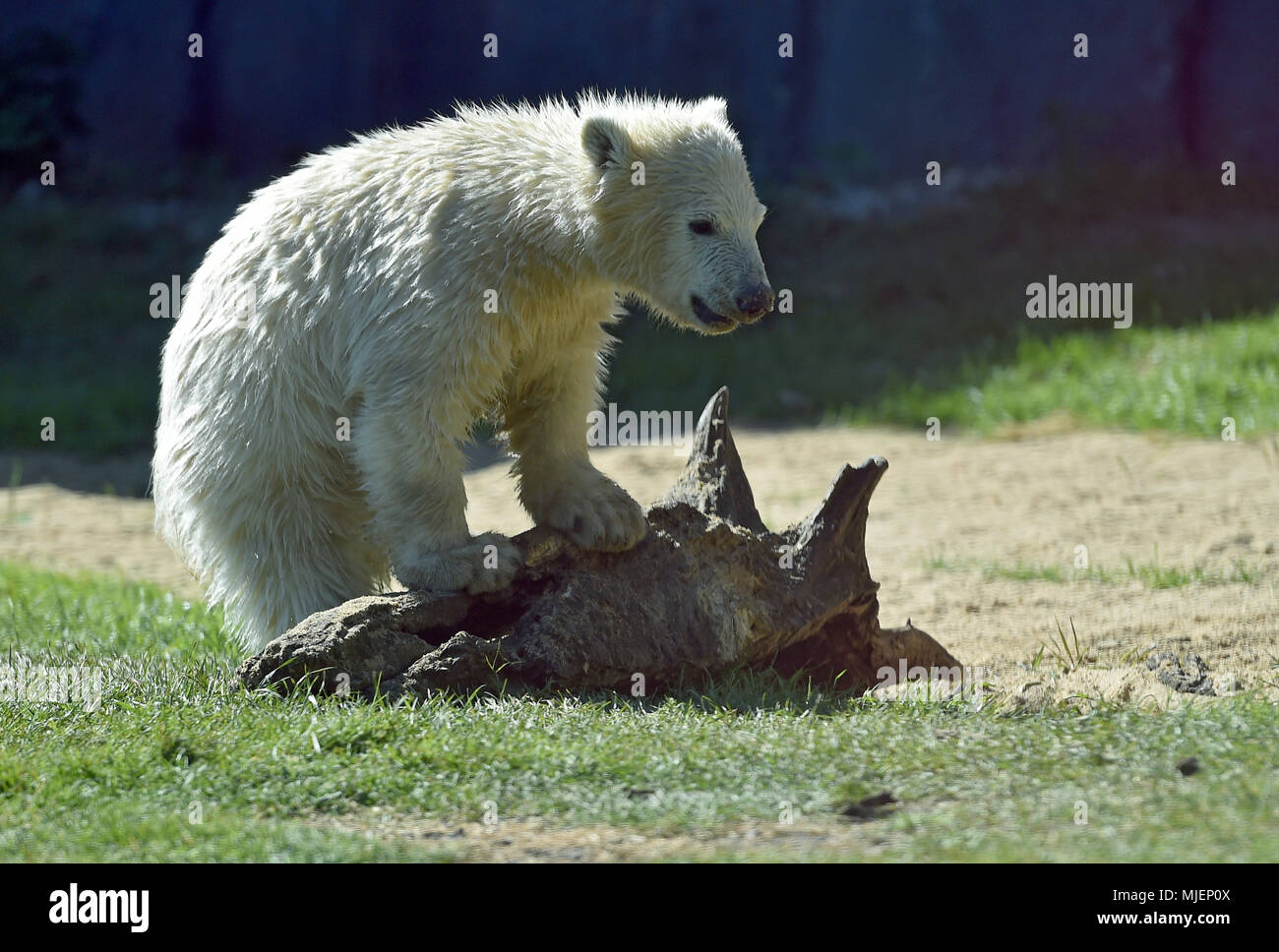 05 Mai 2018, Deutschland, Gelsenkirchen: Die fast fünf Monate alte Eisbär baby Nanook spielt bei warmen Temperaturen im Zoo Gelsenkirchen. Foto: Caroline Seidel/dpa Stockfoto