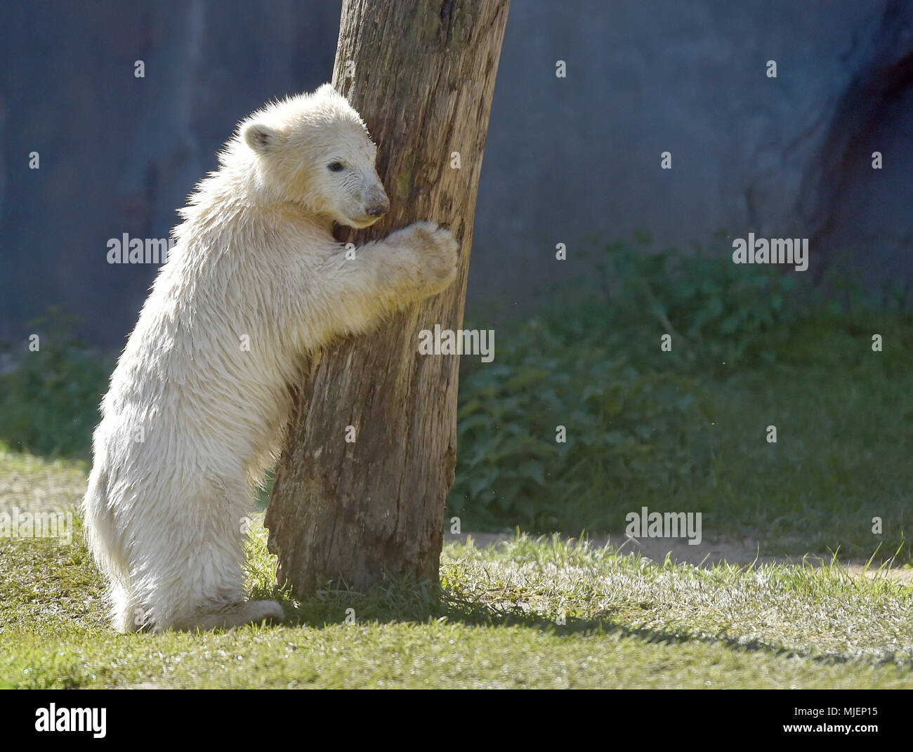 05 Mai 2018, Deutschland, Gelsenkirchen: Die fast fünf Monate alte Eisbär baby Nanook spielt bei warmen Temperaturen im Zoo Gelsenkirchen. Foto: Caroline Seidel/dpa Stockfoto