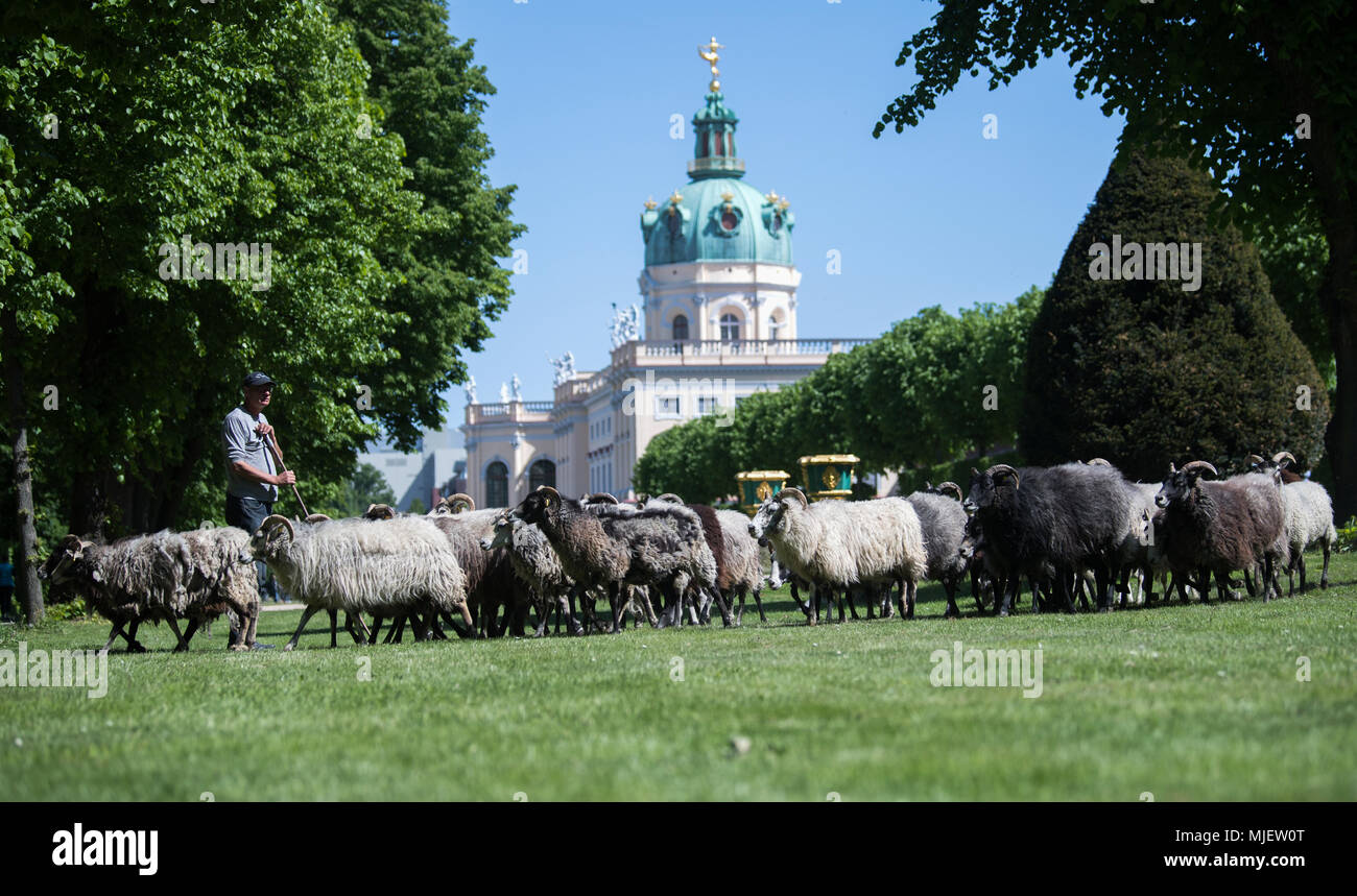 04 Mai 2018 Deutschland Berlin Rund 40 Gotland Schafe Gefuhrt