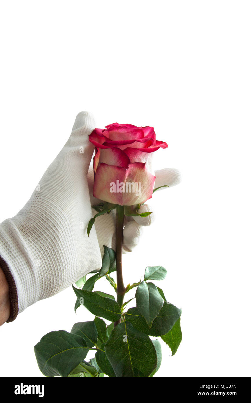 Hand, die perfekte Rose über Weiß isoliert Stockfoto