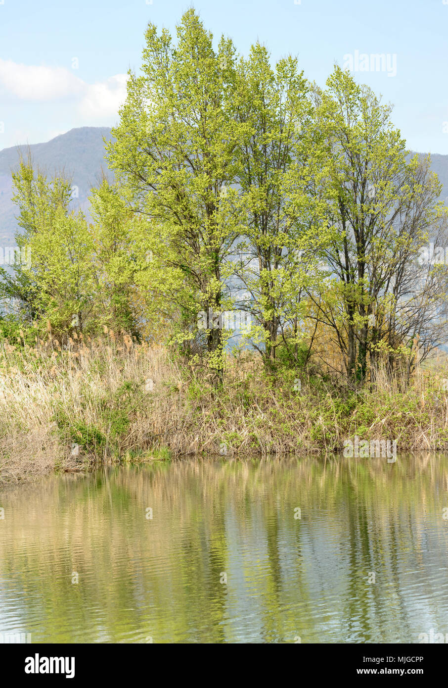 Frühling Laub auf den Bäumen im Wasser widerspiegeln, Lagune, in hellen Frühling Licht auf die Natur Oase, Iseo, Brescia, Lombardei, Italien Stockfoto