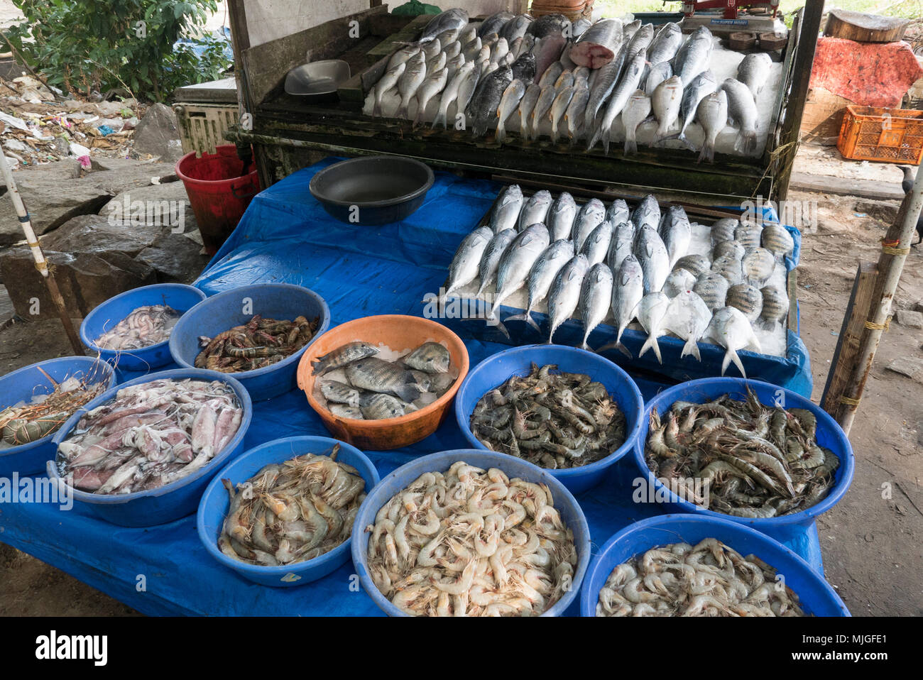 Kerala die wohlhabendsten Staat in Indien, mit Tee, Gewürze und Tourismus Fisch aus dem chinesischen Fischernetze geht auf Verkauf Stockfoto