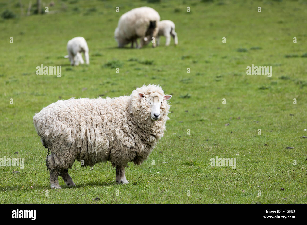 Schafe vor dem scheren -Fotos und -Bildmaterial in hoher Auflösung – Alamy