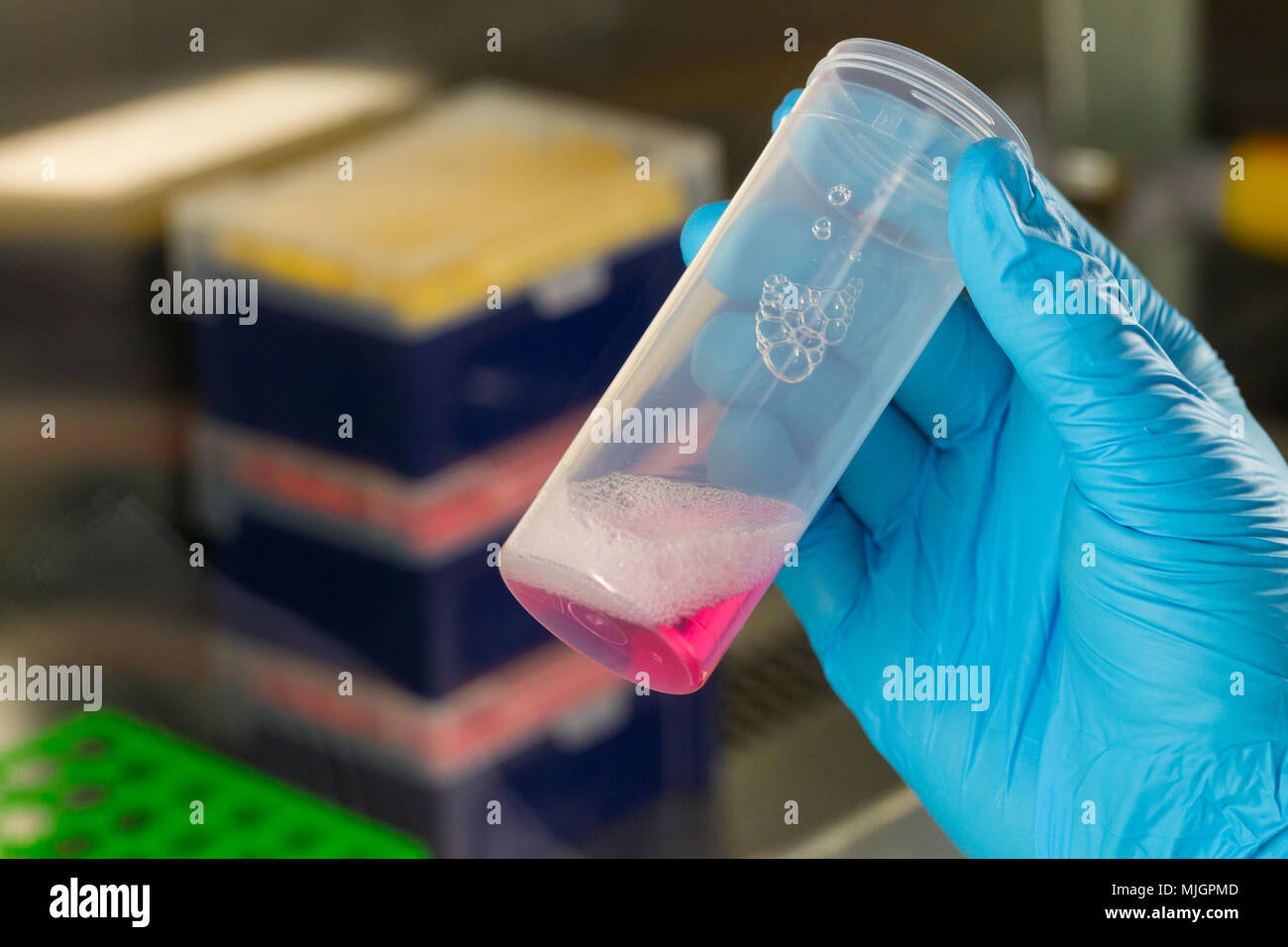 Hand mit Kunststoff blau Handschuh halten Behälter mit rosa Flüssigkeit im Labor Stockfoto