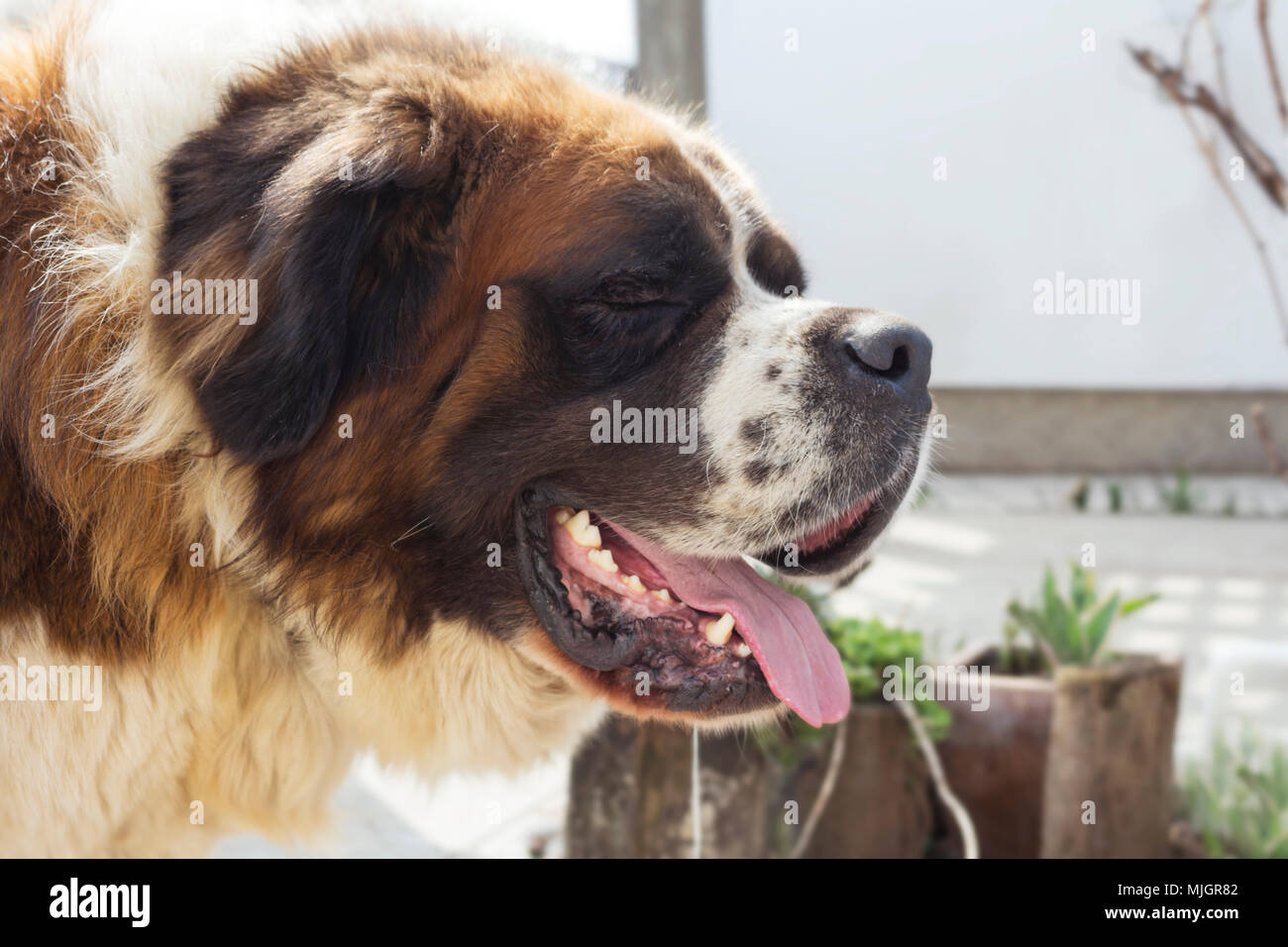 St. Bernard Hund mit seiner Zunge heraus haften Nahaufnahme Stockfoto