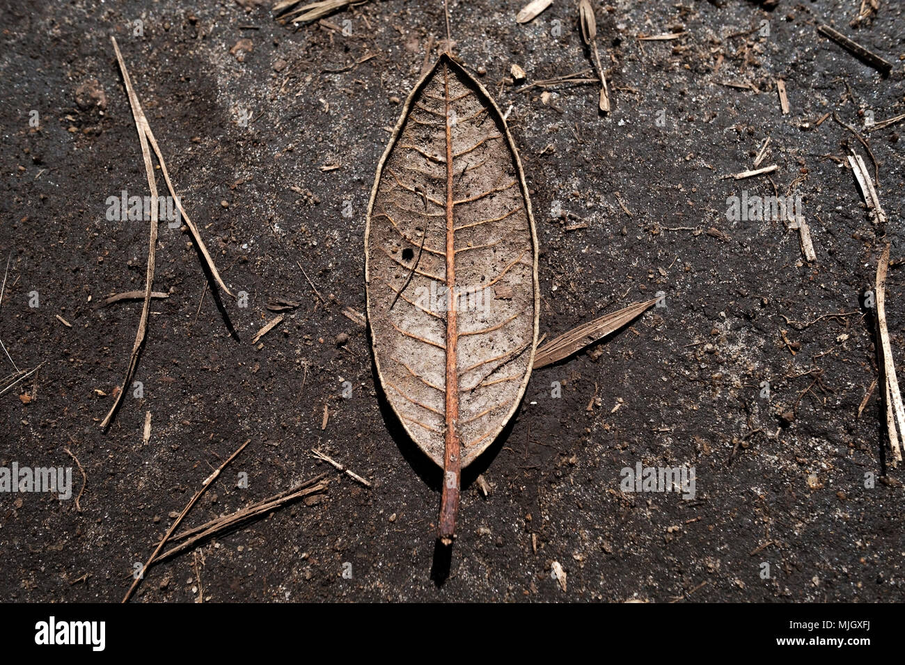 Einzelne trockene Blatt des Baums auf braunem Grund als Zeichen der kommenden Herbst Stockfoto