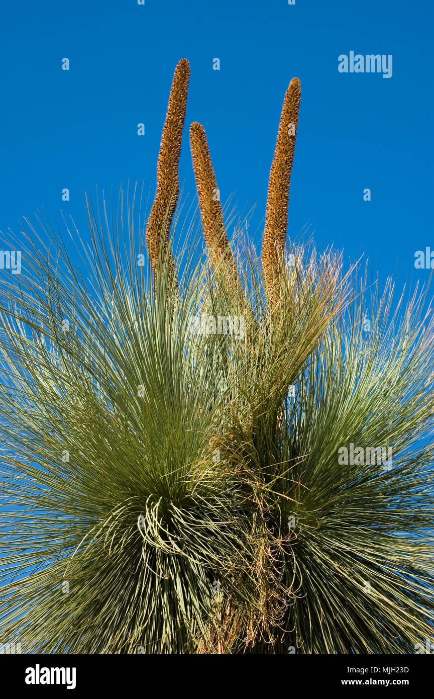 ROCK GRAS - Bäume (XANTHORRHOEA QUADRANGULATA) South Australia (auch als "Black Boy, Kangaroo Tail bekannt) Stockfoto