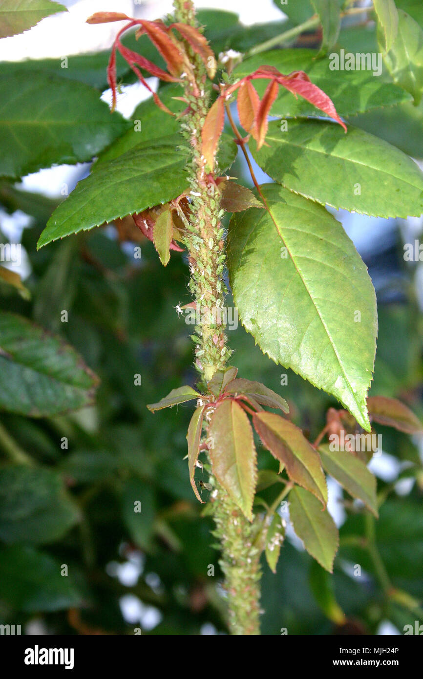 Blattläuse auf der Rose (Rosa) Bush Stockfoto