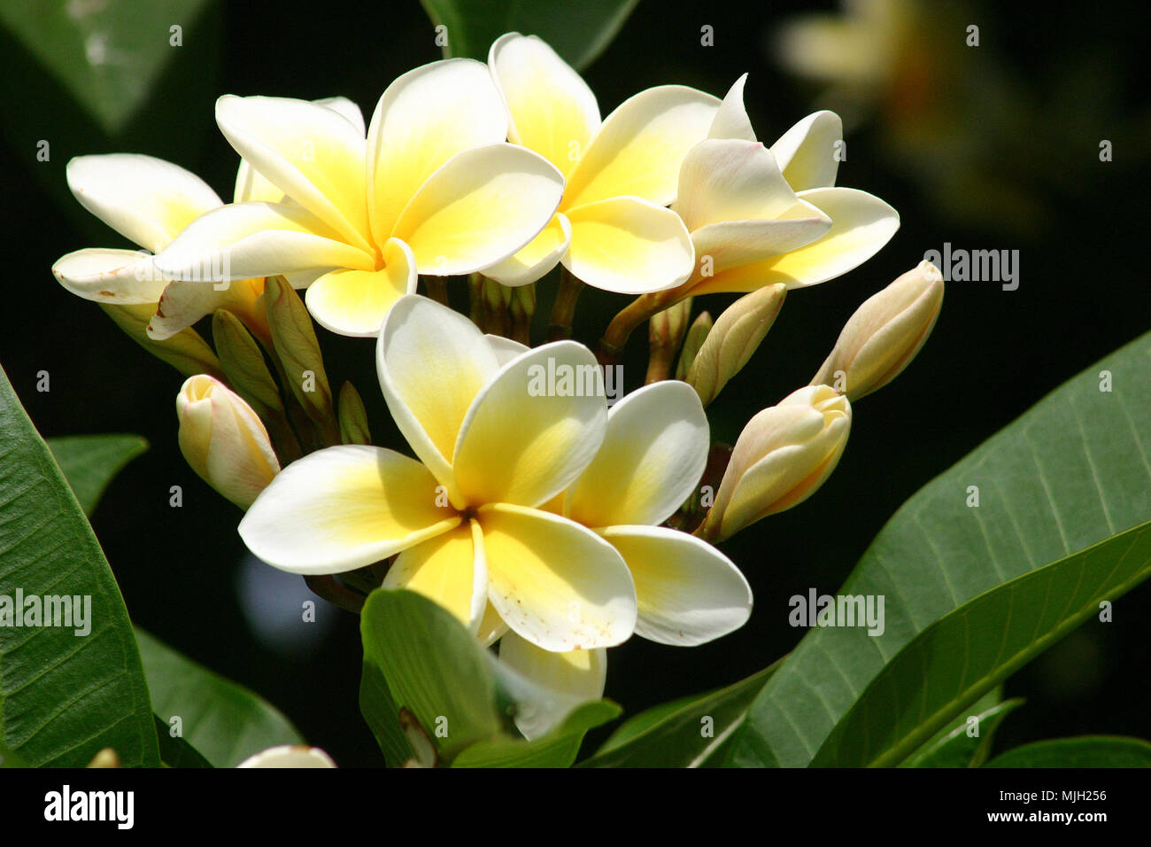 NAHAUFNAHME DER GELBEN UND WEISSEN BLÜTEN UND UNGEÖFFNETEN KNOSPEN DES FRANGIPANI-BAUMES (PLUMERIA) QUEENSLAND, AUSTRALIEN. Stockfoto