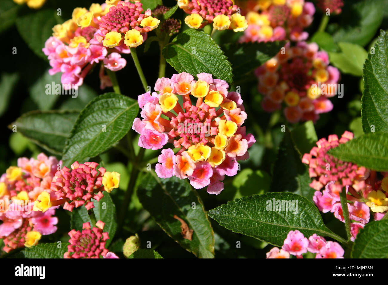 NAHAUFNAHME DER ROSAFARBENEN UND GELBEN BLÜTEN DES GEMEINEN LANTANA (LANTANA CAMARA) Stockfoto