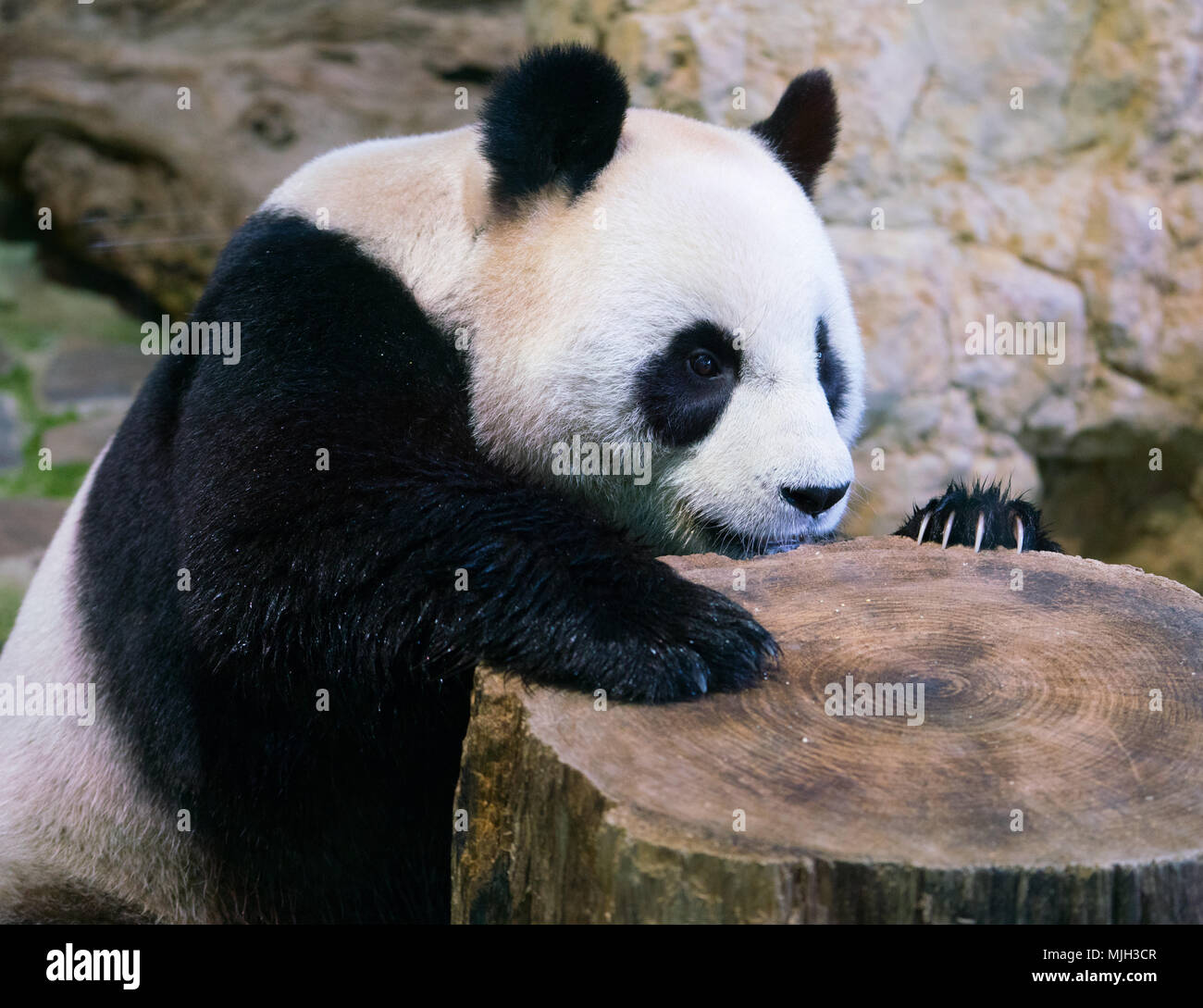 Panda bear Close-up mit Pfote auf einen Baumstumpf und sichtbare Krallen Stockfoto