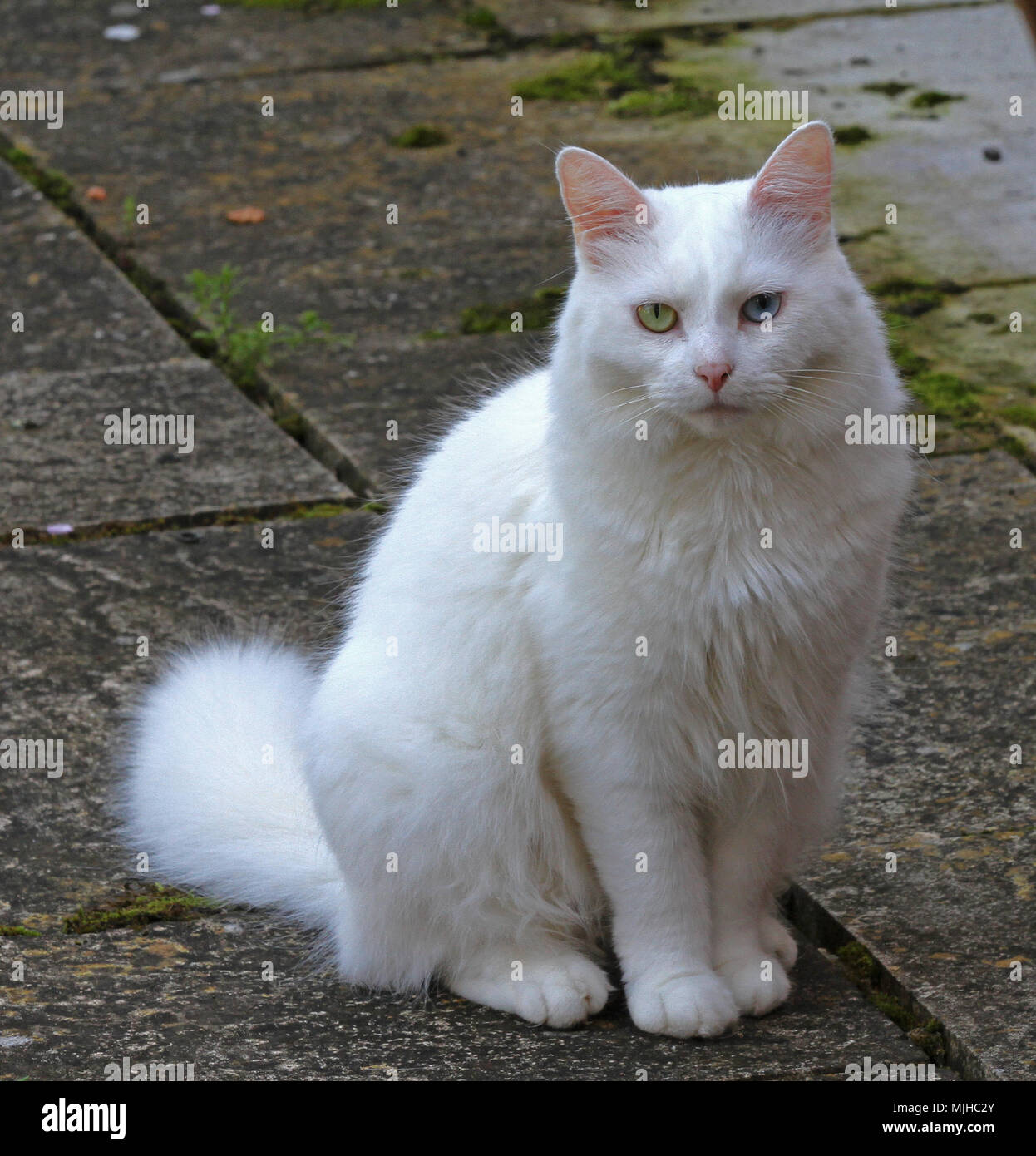 Alle Verkäufe an das Blaue Kreuz von Ziggy die schönsten odd-eyed white cat in der Welt mit einem blauen Auge und einer gelben Auge feline Heterochromia Stockfoto