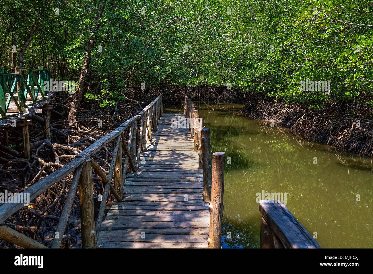 Mangrove mit Holzsteg an Baratang Insel Andaman, Indien. Stockfoto