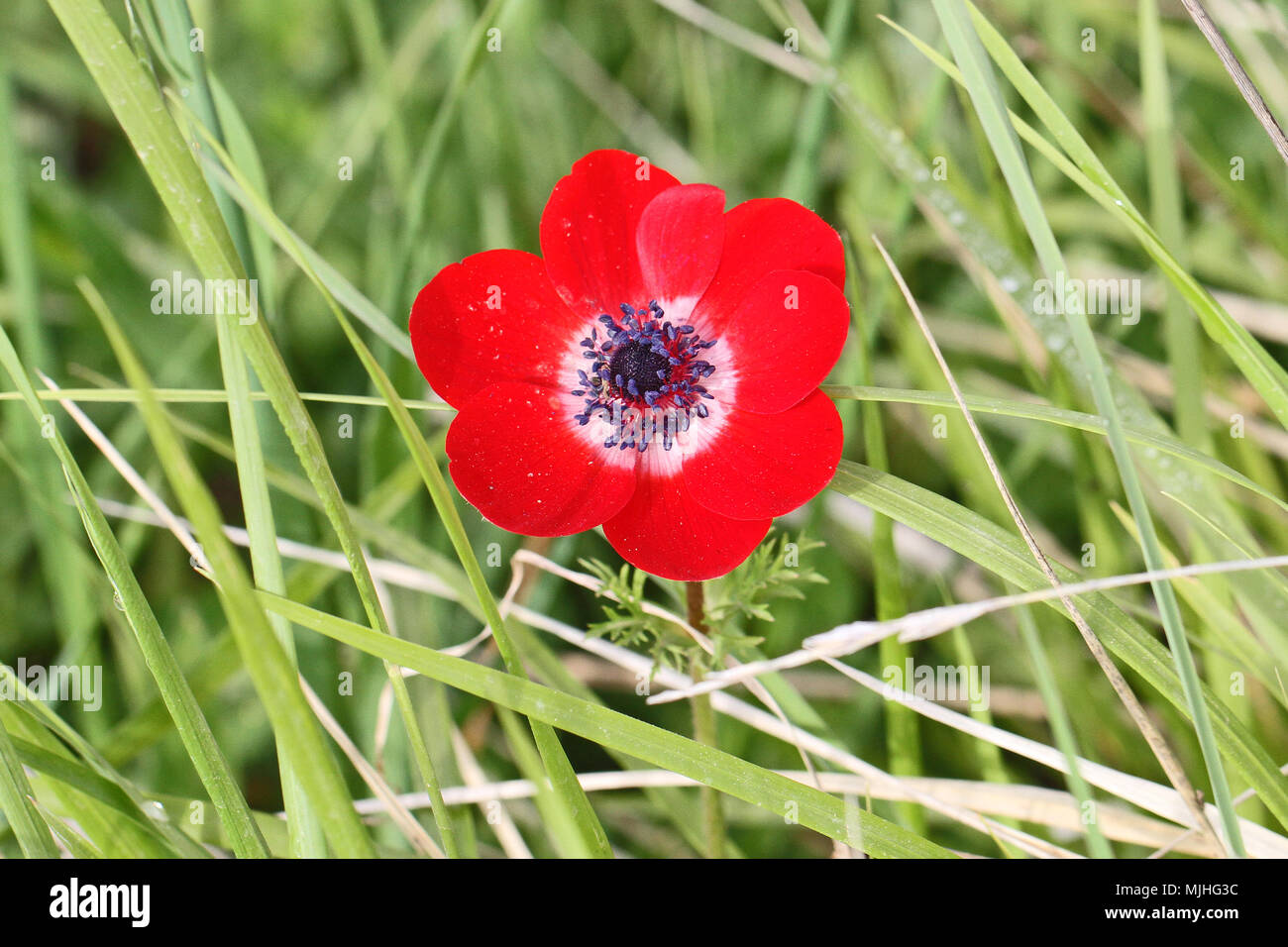 Wilde rote Krone anemone Blume lateinischer Name Anemone coronaria in