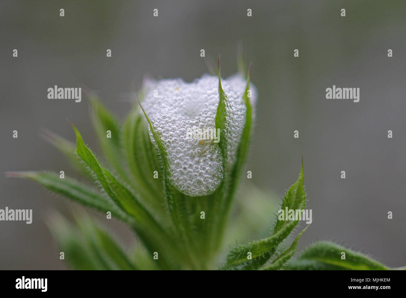 Kuckuck spucken oder froghopper Eier lateinischer Name spumarius phiaenus auf wilde Galium aparine Goosegrass andere Namen stickyweed, sticybud, klebrige Willow gehören Stockfoto