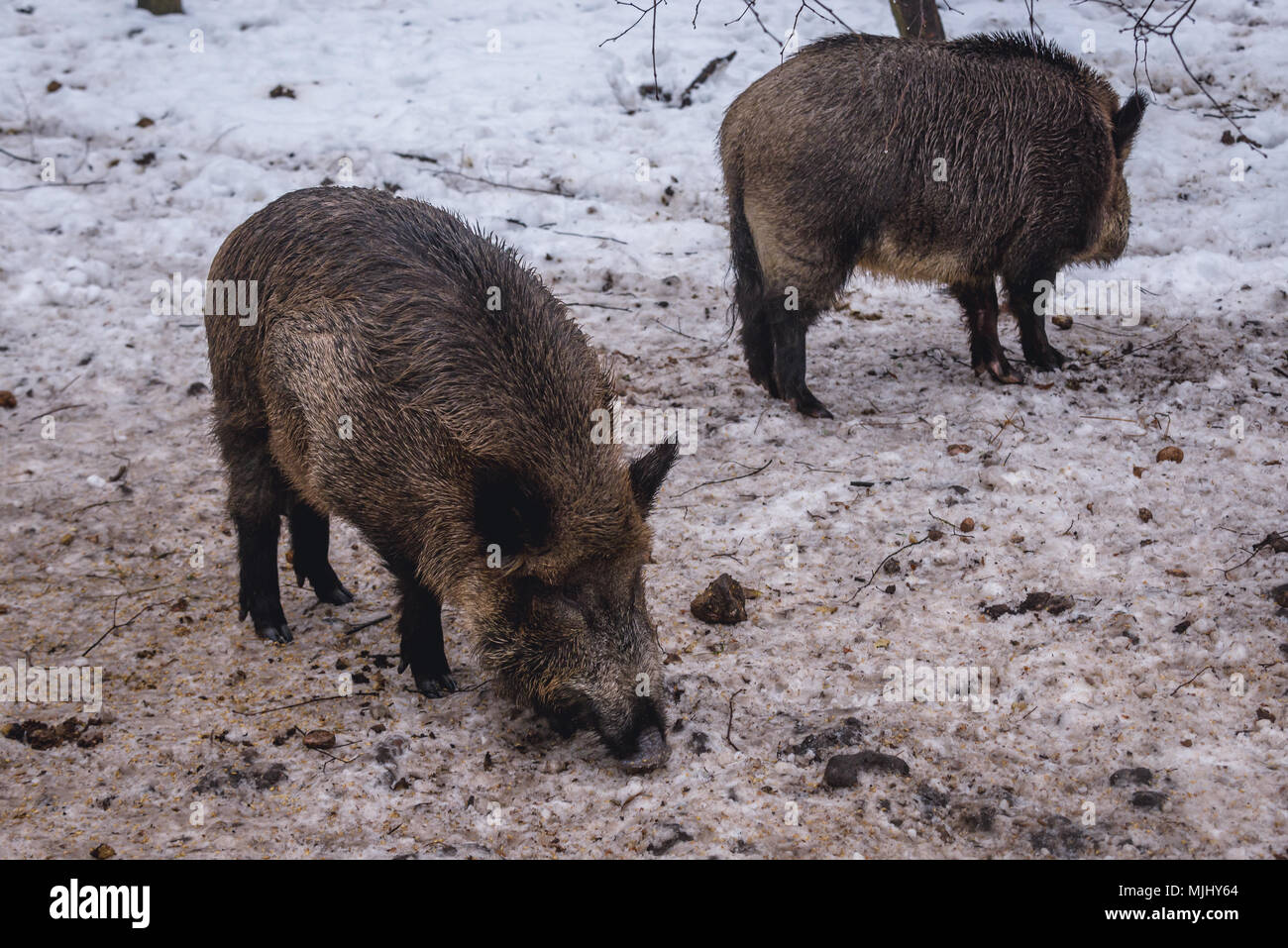 Wildschweine in der Show Reserve in Bialowieza Dorf in der Mitte von Bialowieza Forest, Woiwodschaft Podlachien von Polen Stockfoto