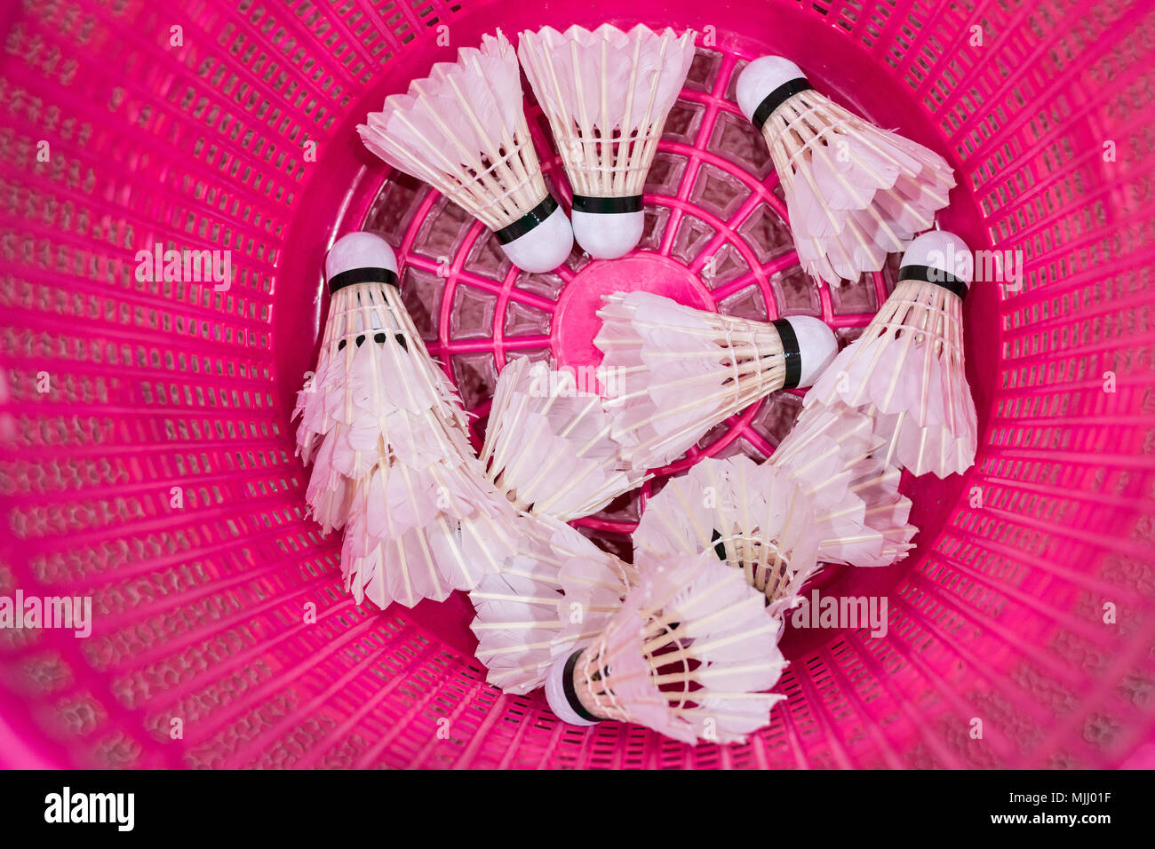 Weiß badminton Birdies in hell rosa Kunststoffbehälter Stockfoto