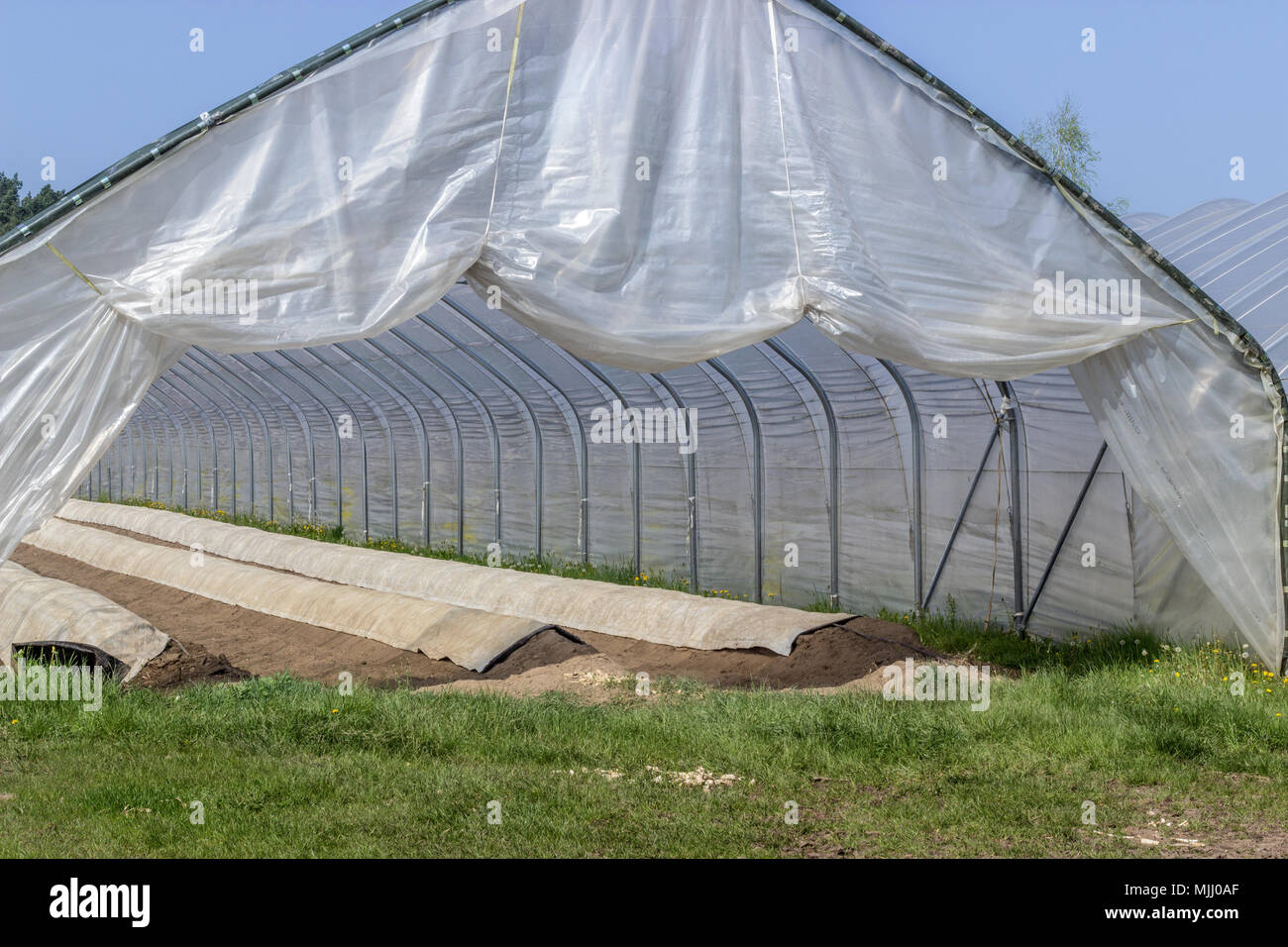 Spargel wächst in einem Folienzelt mit langen Hangbetten Stockfoto