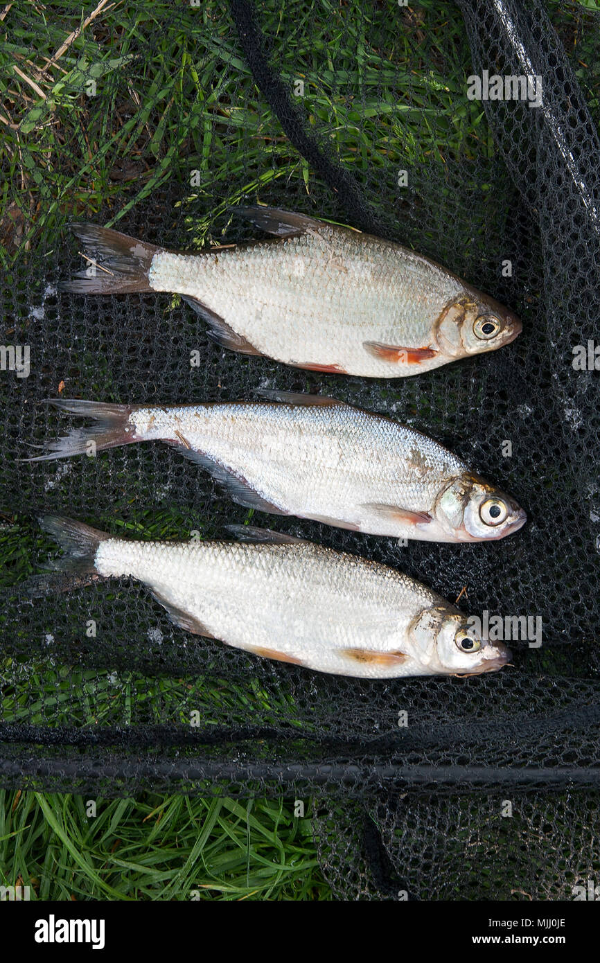 Gerade vom Wasser Süßwasserfische Güster oder silber Fisch bekannt als blicca bjoerkna, Zope oder die blaue Brassen bekannt als ballerus ballerus genommen und c Stockfoto