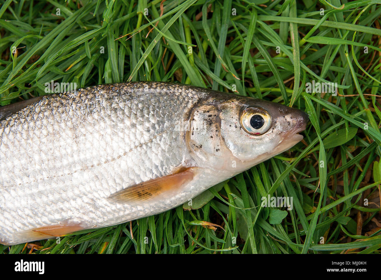 Nähe zu sehen, der gerade aus dem Wasser Süßwasser gemeinsame Nase Fische als Europäischen potamodromous Karpfenfischen auf grünem Gras. Stockfoto