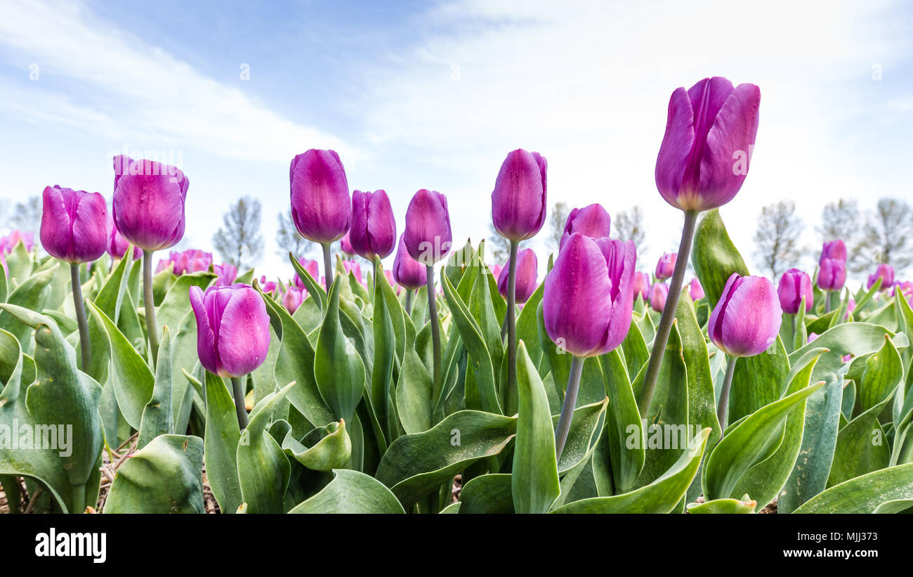 Bunte Tulpen Felder im Frühling in den Niederlanden Stockfoto