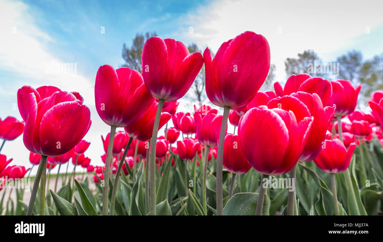 Bunte Tulpen in den Niederlanden Stockfoto