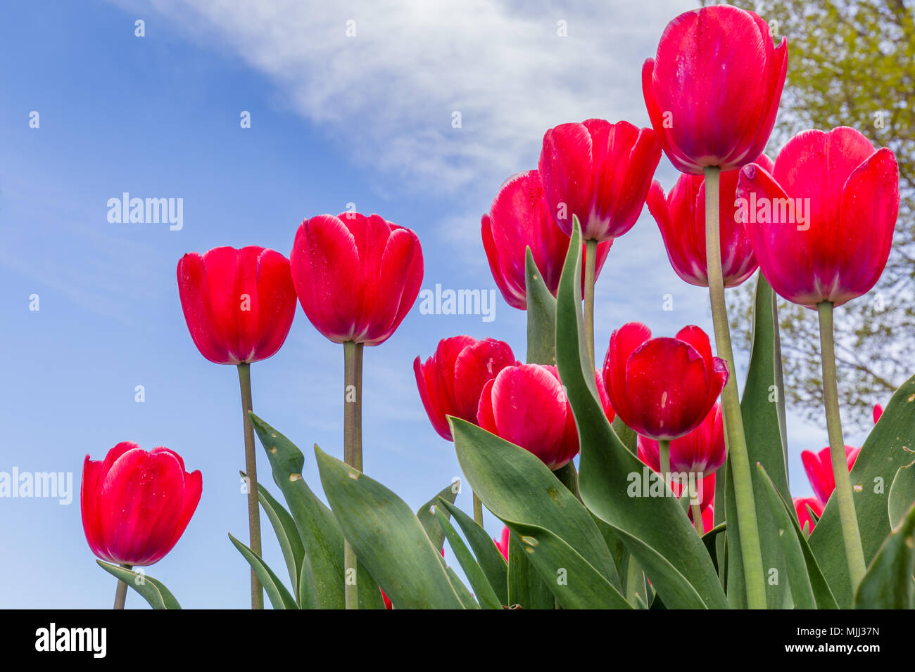 Bunte Tulpen in den Niederlanden Stockfoto