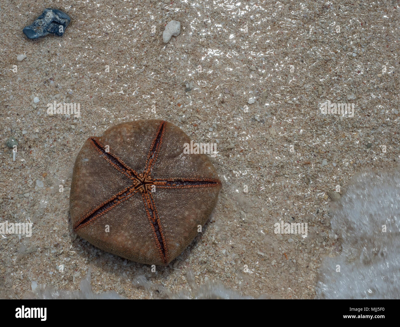 Braun, exotische Starfish am Strand. Indonesien, sieben Inseln, in der Nähe der Insel Seram, Molukken, Indonesien, pelau Sau, Sau'u, Banda See, Asien Stockfoto