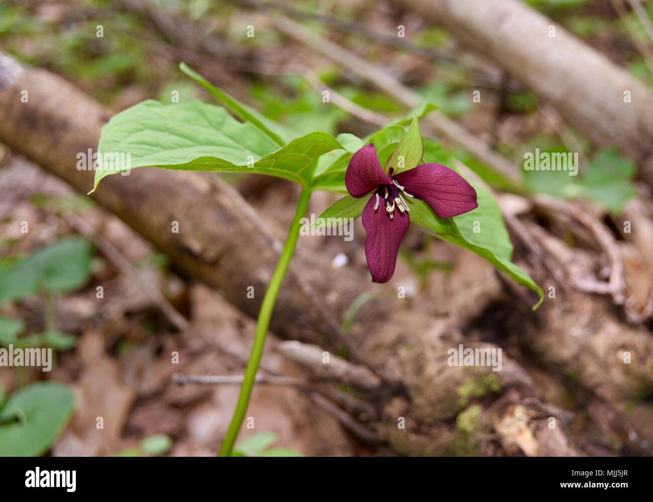 Detail der rote Blume und grüne Blätter eines Wake Robin trillium Pflanze im Frühjahr Wald. Stockfoto