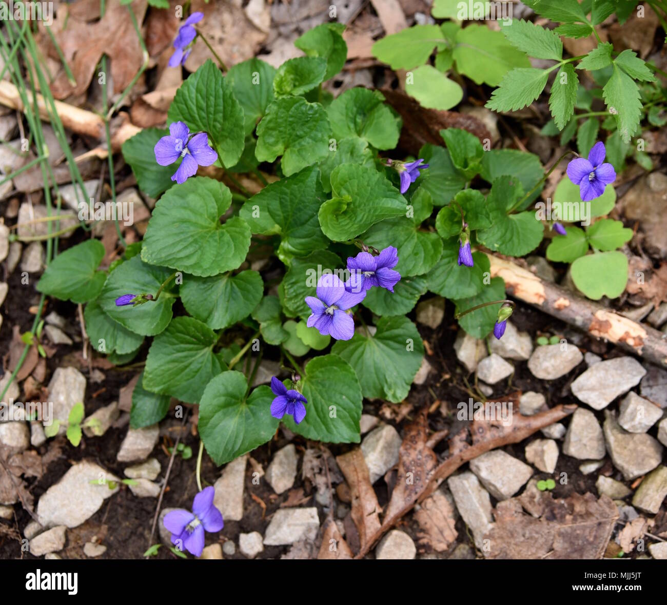 Ein Cluster gemeinsame Blau Violett Pflanzen in einem Wald. Stockfoto