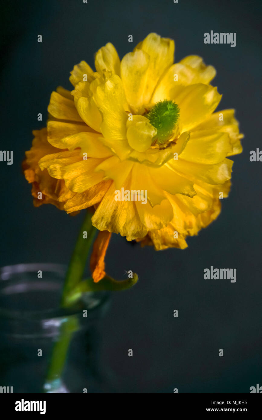 Nahaufnahme von einem gelben Dahlie in einem Garten Stockfoto