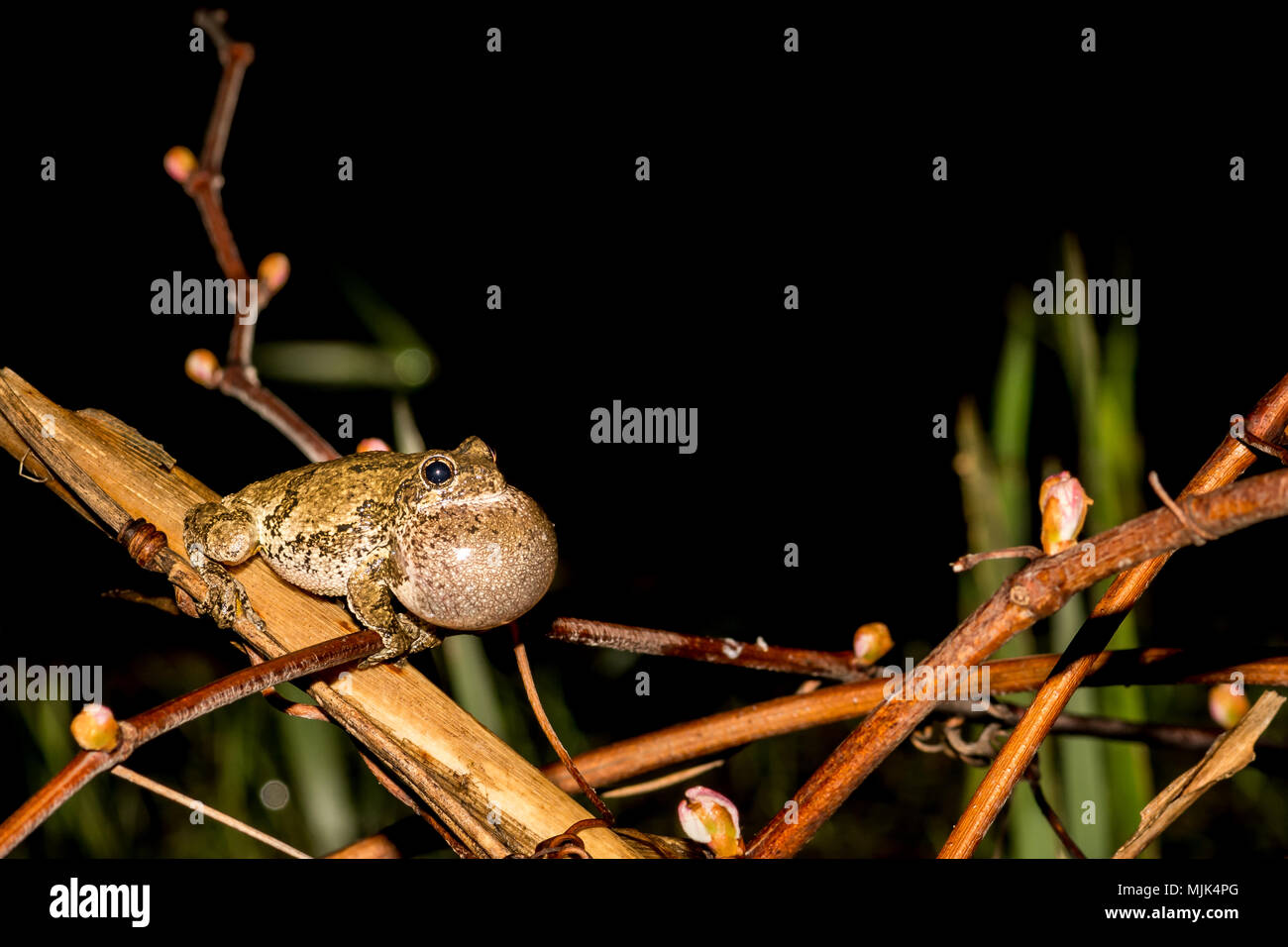 Grau Treefrog aus dem frühlingshaften Pool in Connecticut Stockfoto