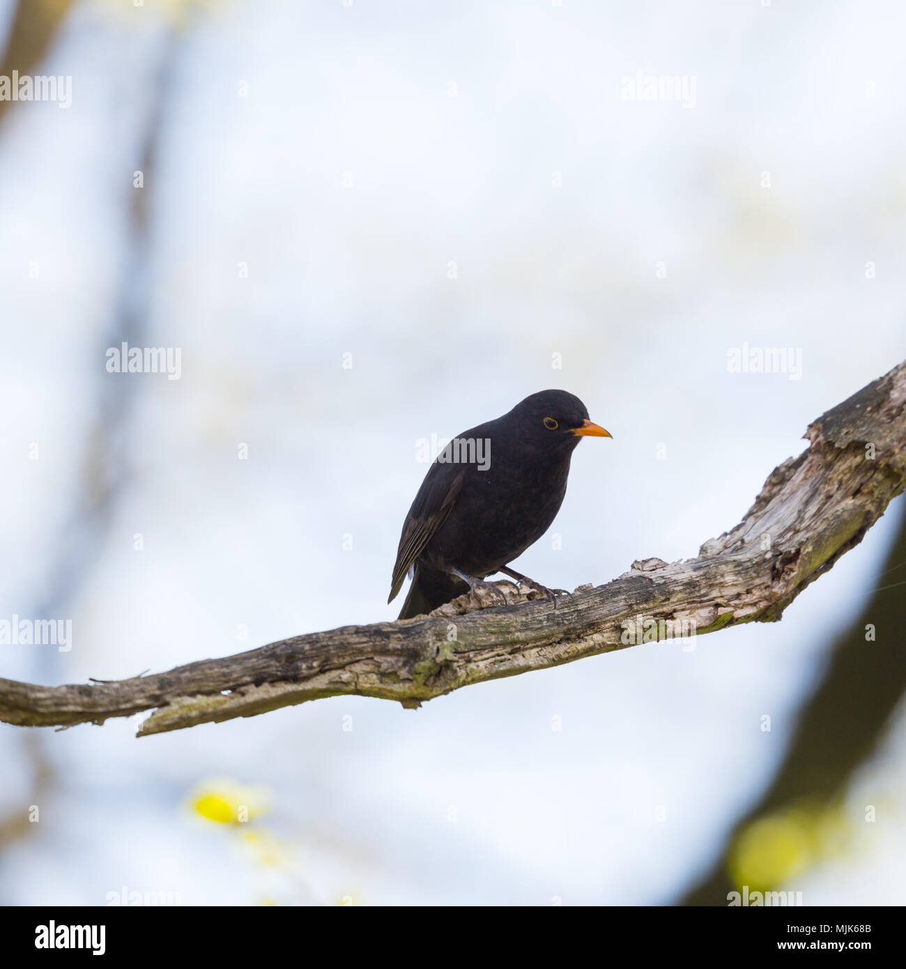 Eine natürliche männliche schwarze Vogel (Turdus merula) stehend auf Zweig Stockfoto