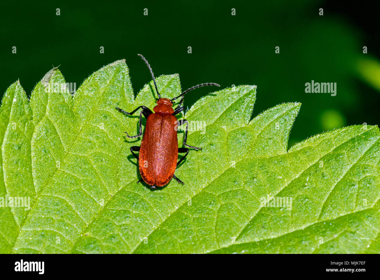 Rothaarige kardinal Beetle/gemeinsame Kardinal Käfer (Pyrochroa serraticornis) auf Blatt der Brennnessel Stockfoto