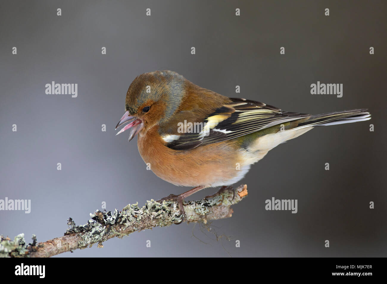Gemeinsame Buchfink (Fringilla coelebs) männliche Berufung von Zweig im Winter Stockfoto