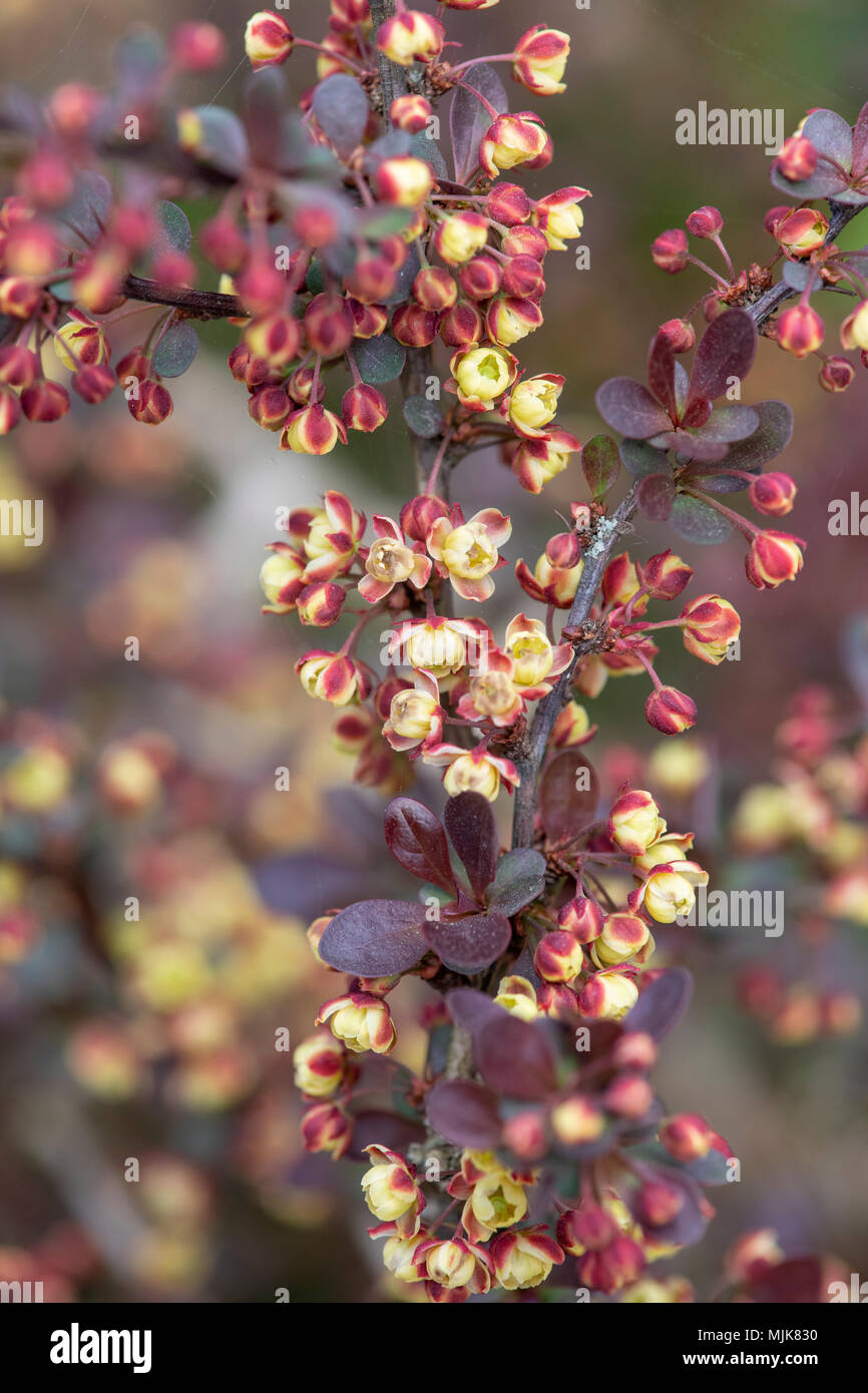 Berberis thunbergii 'Orange Rocket". Japanische Berberitze 'Blumen Orange Rocket" im April. Großbritannien Stockfoto