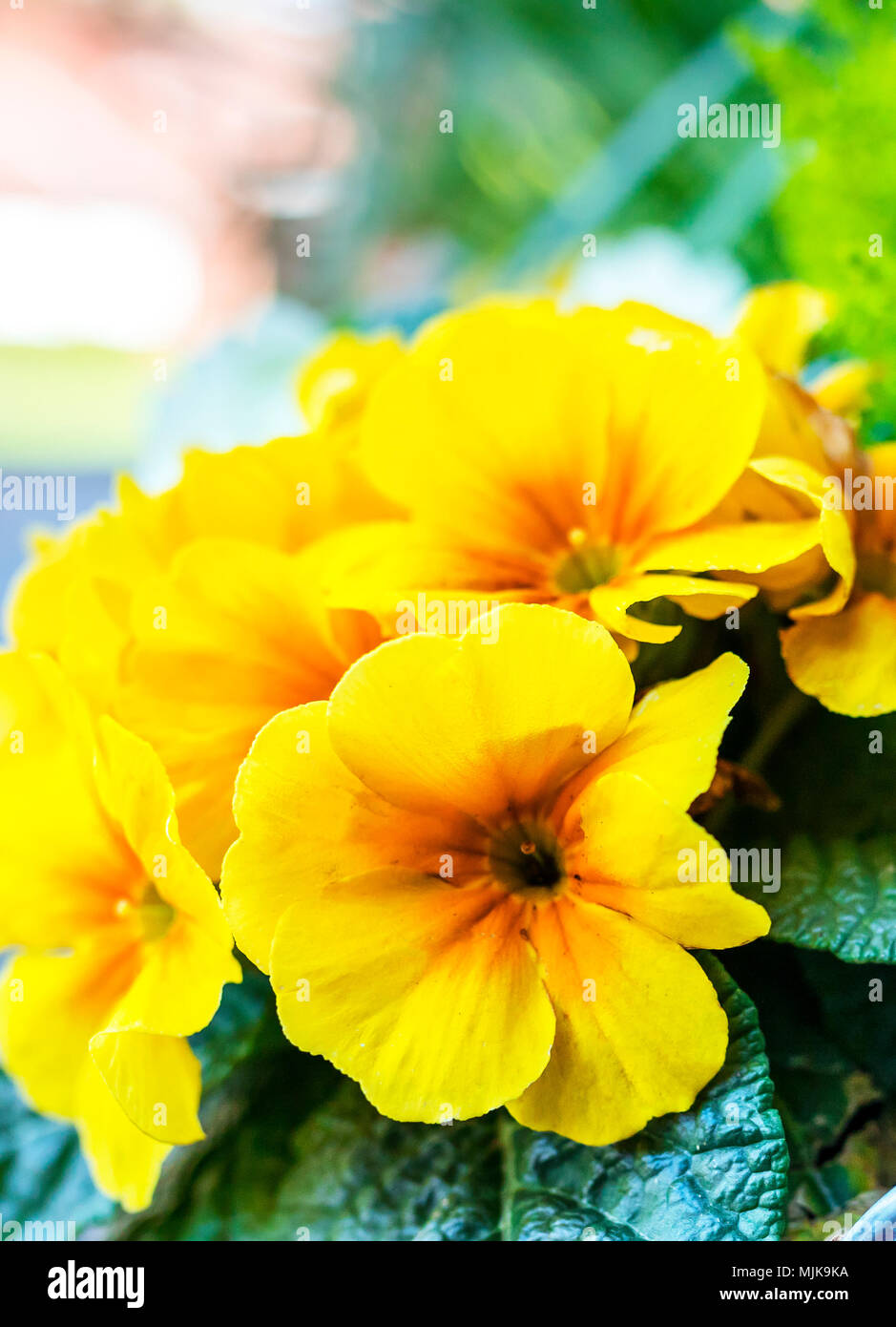 Schönen blühenden gelben primrose Blumen in einem verzinkten Blumentopf auf dem Display außerhalb einer traditionellen Country House in England, Großbritannien mit Nadelbäumen in t Stockfoto