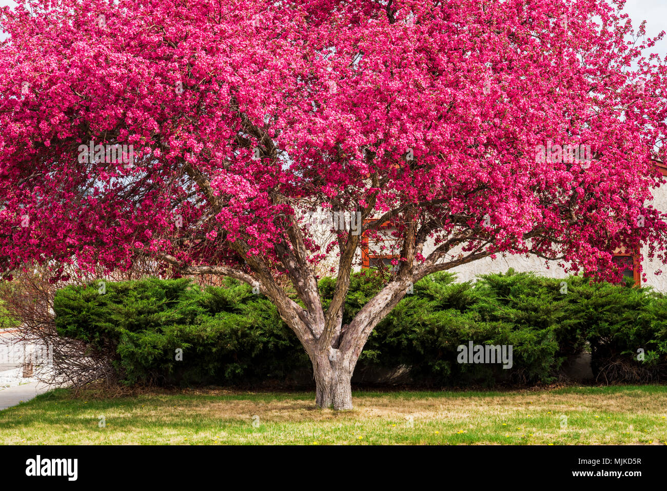 Crabapple tree in voller rosa Frühling blühen; Salida, Colorado, USA Stockfoto