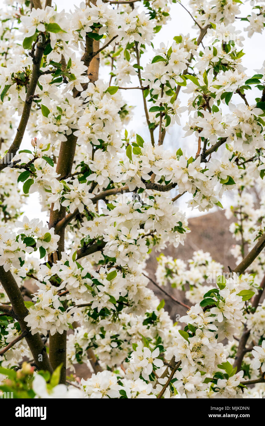 Asiatische Pear Tree in voller weißer Frühling blühen; Salida, Colorado, USA Stockfoto