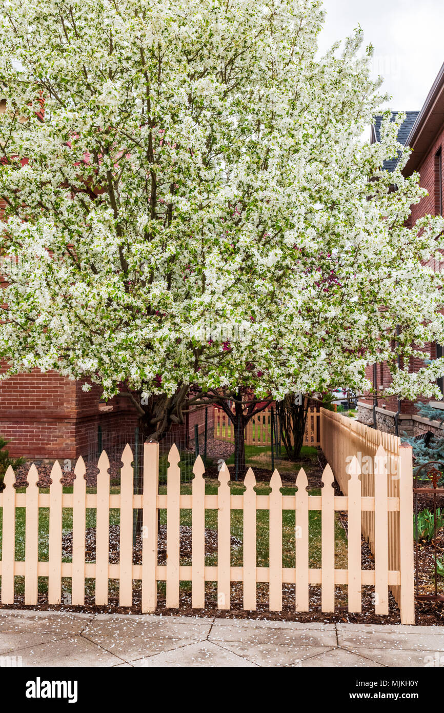 Asiatische Pear Tree in voller weißer Frühling blühen; Salida, Colorado, USA Stockfoto