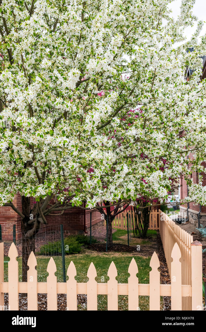 Asiatische Pear Tree in voller weißer Frühling blühen; Salida, Colorado, USA Stockfoto