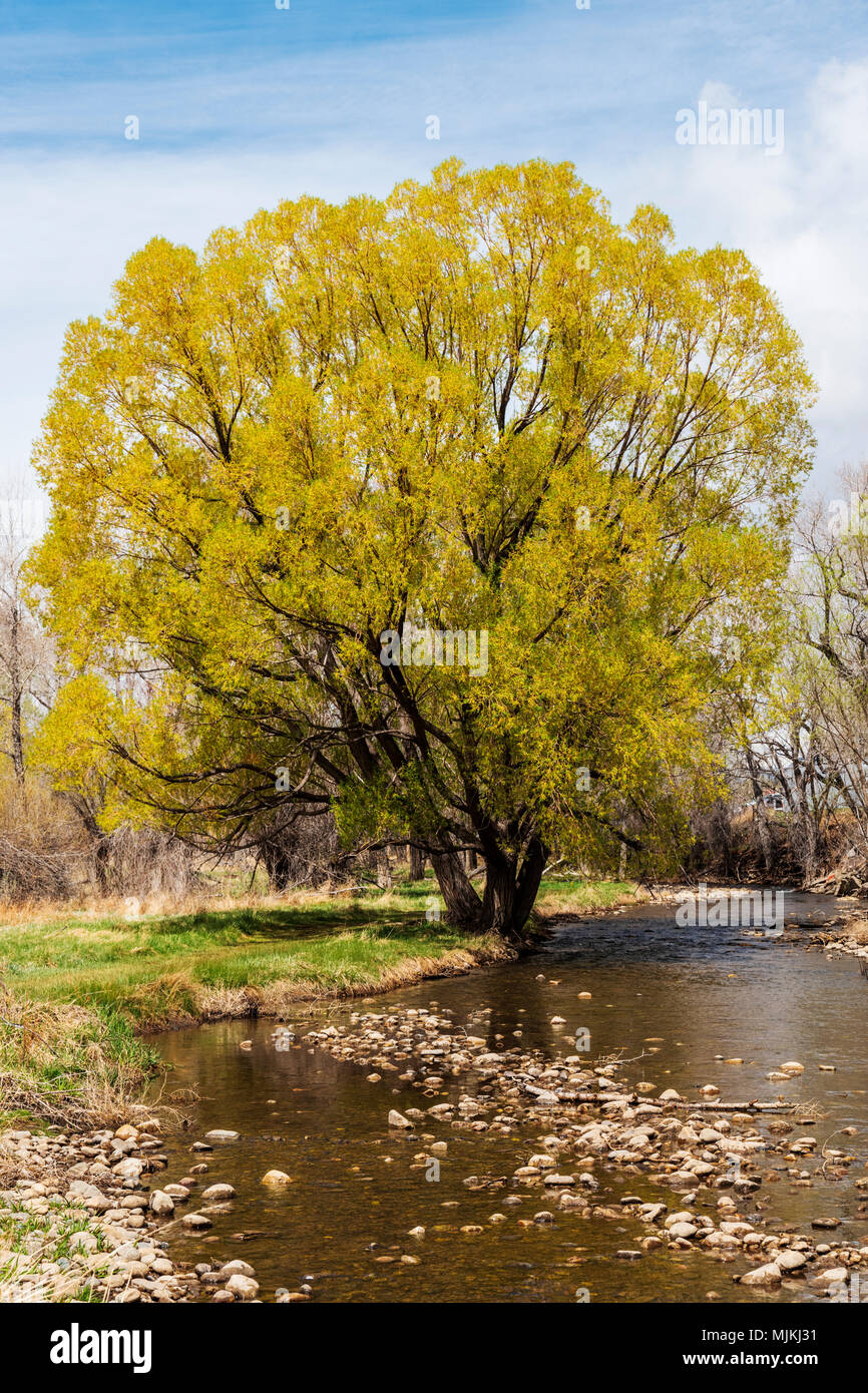 Alte Pappel (Populus canescens) in frischen Frühling grün Blüte; wenig Arkansas River; Salida, Colorado, USA Stockfoto