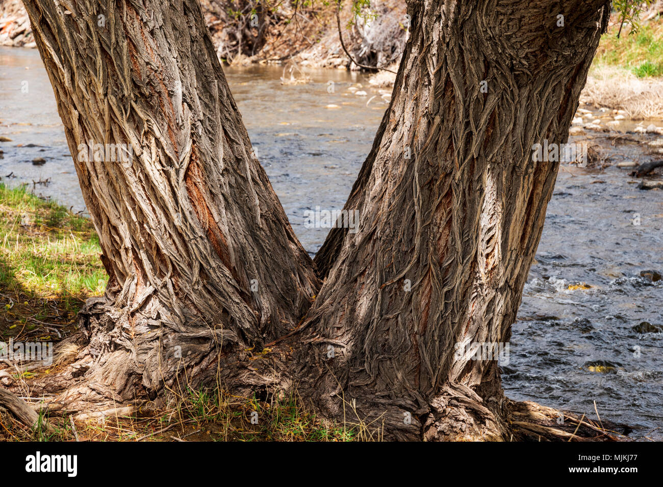 Grob strukturierte Rinde auf alten Pappel (Populus canescens); Little Arkansas River; Salida, Colorado, USA Stockfoto